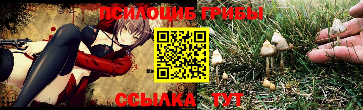 Псилоцибиновые грибы Psilocybe Фролово